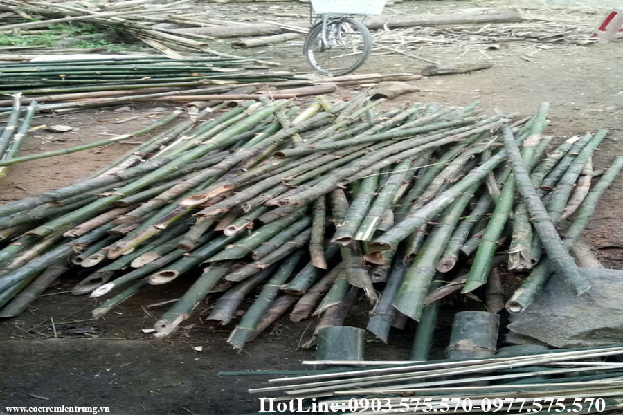 bán cọc tre giá rẻ tại Huế